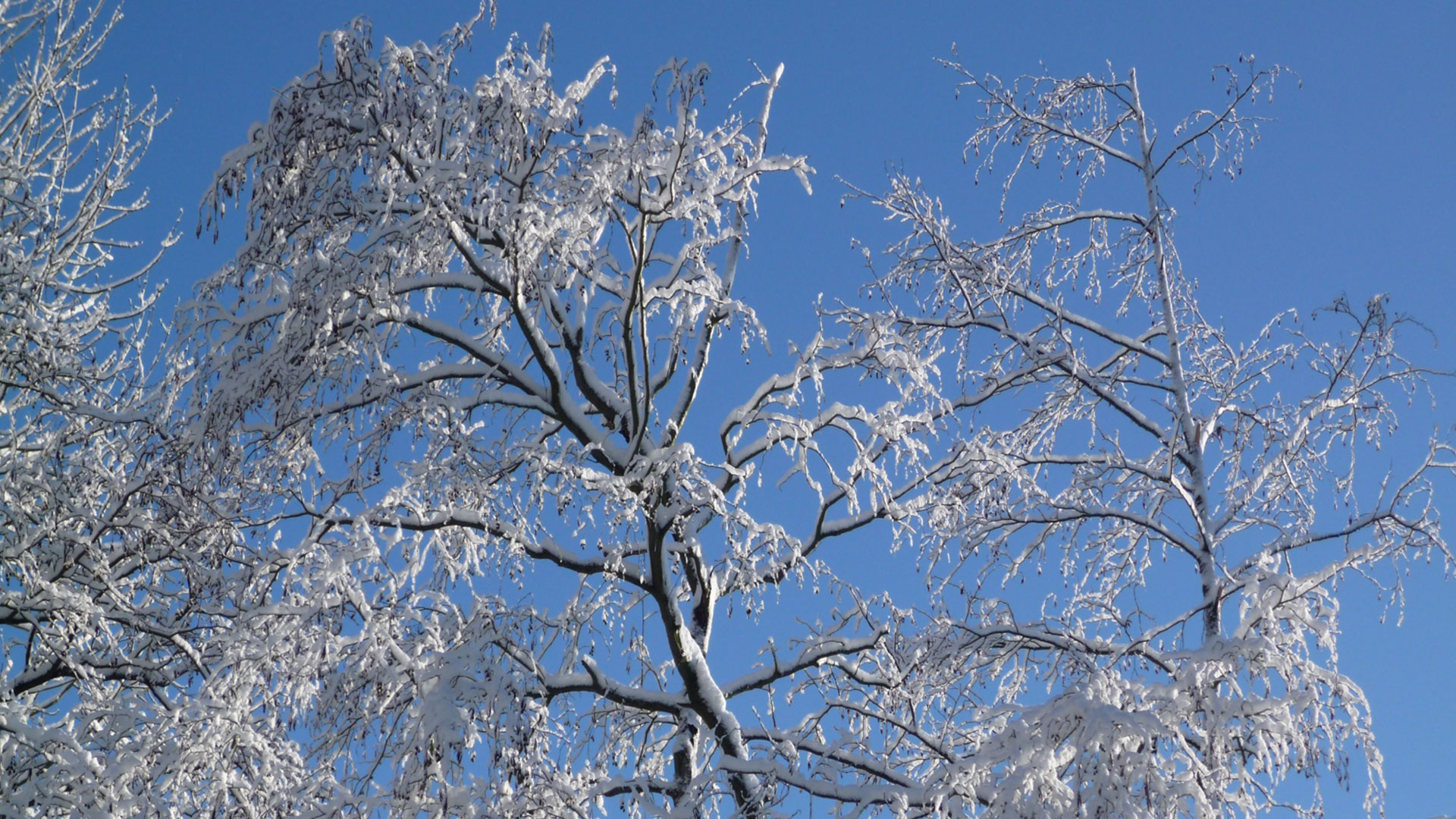 Et si les arbres tentaient de nous comprendre Centre d'Action Laïque